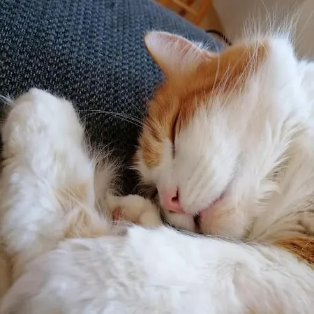 Appartement Gaestezimmer Mitten In Angeln Mittelangeln